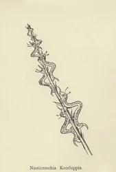 Nasticreechia Krorluppia